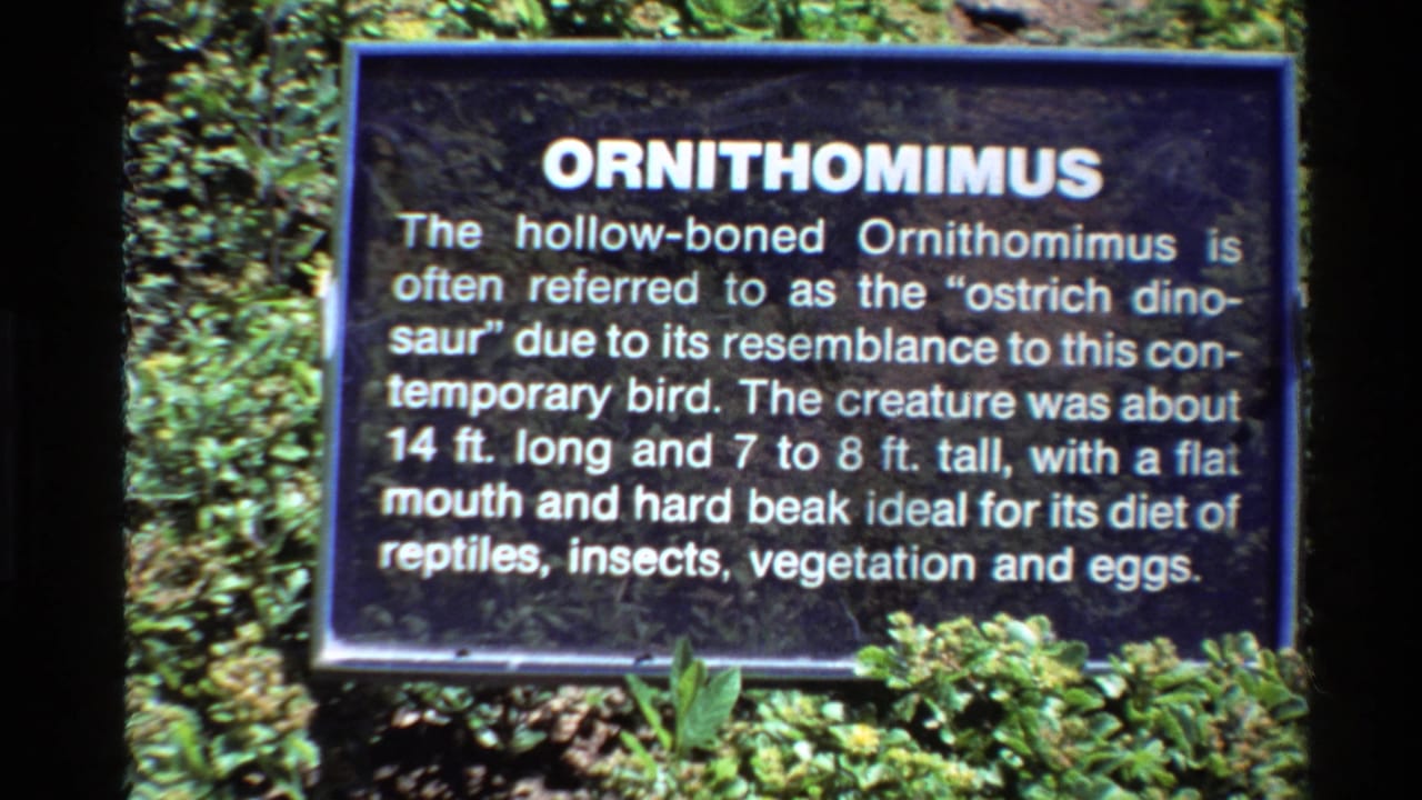 Black exhibit sign titled ORNITHOMIMUS stands among green plants.