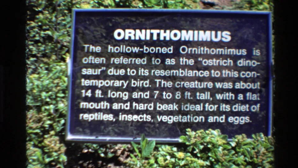 1980 Western USA 8mm frame showing an Ornithomimus information sign in a planted outdoor exhibit.