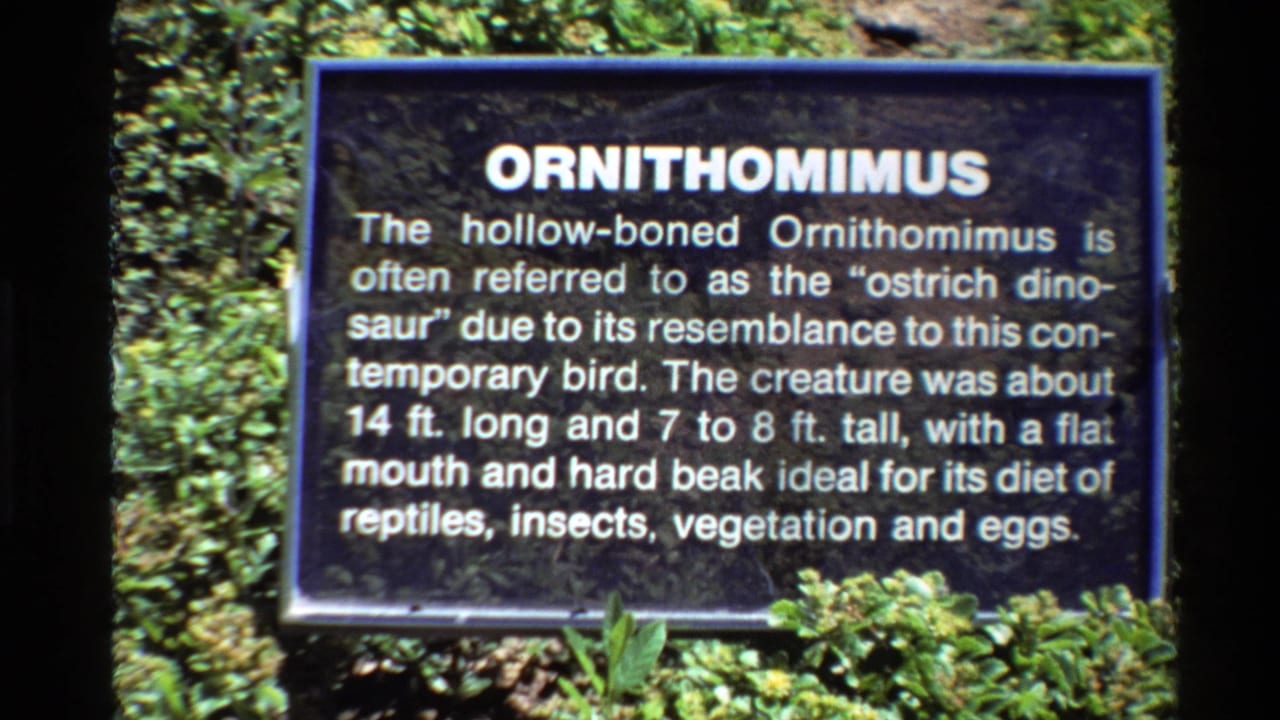 1980 Western USA 8mm frame holding on the Ornithomimus exhibit sign within surrounding greenery.