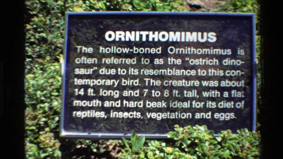 1980 U.S. 8mm frame showing an outdoor Ornithomimus information sign with white lettering and leafy plants around it.