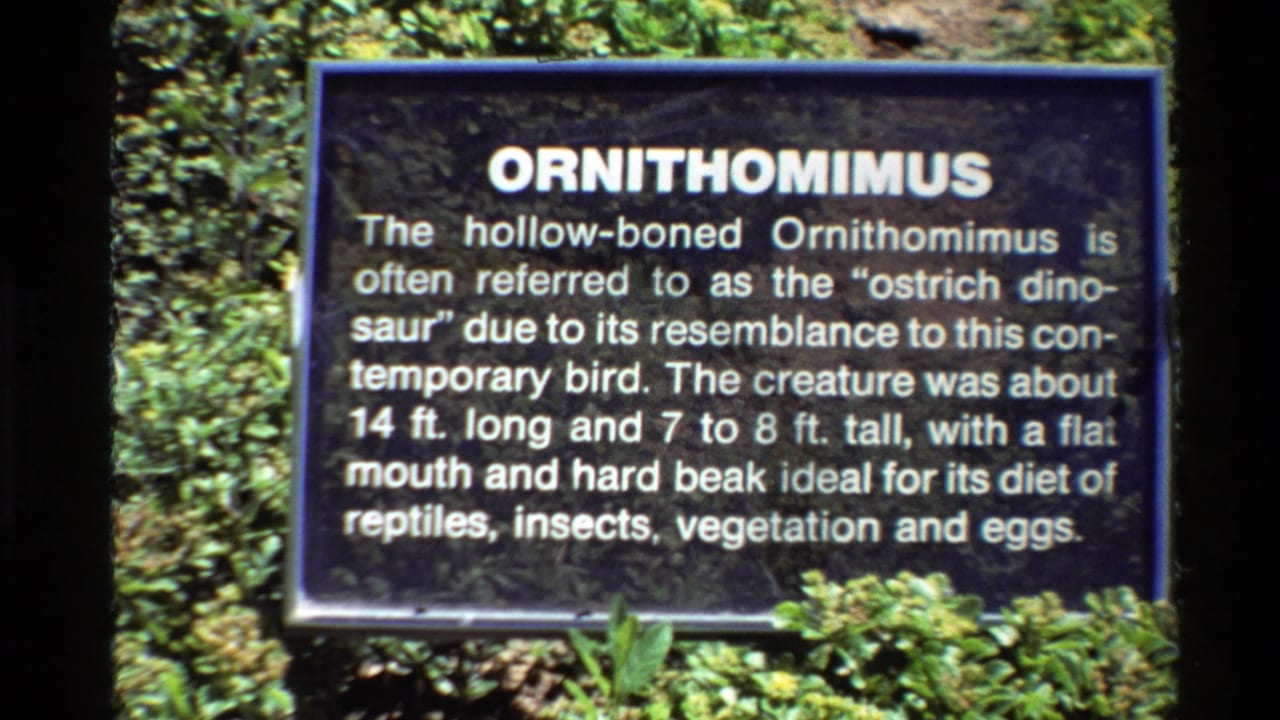 Ornithomimus sign in a steady close view with foliage behind and below it.