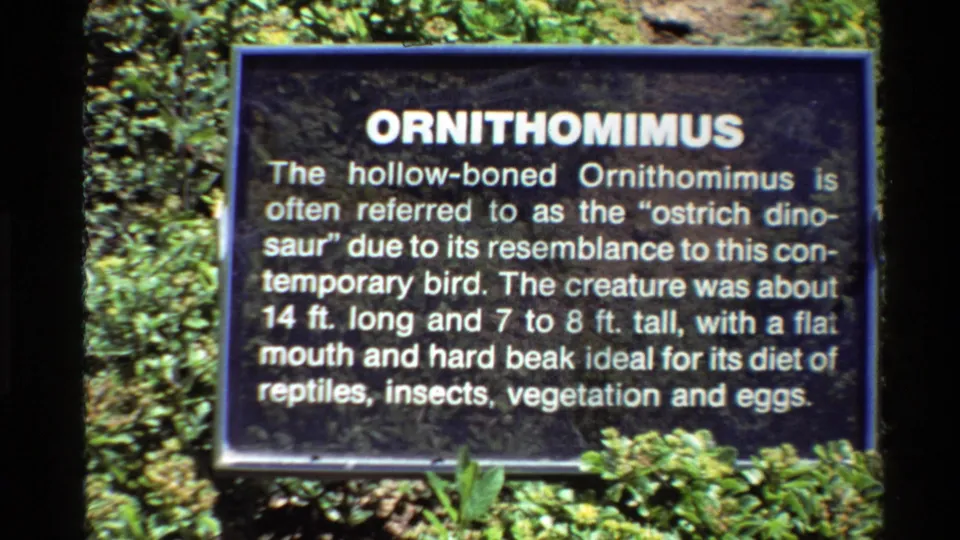 1980 U.S. home-movie frame of a dark Ornithomimus display sign describing the dinosaur as an ostrich dinosaur.