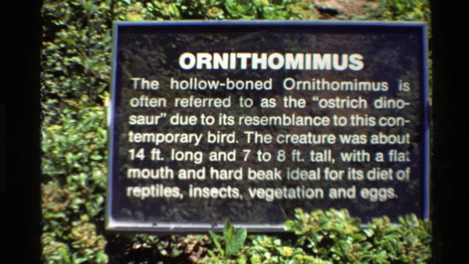1980 western United States 8mm frame showing a black Ornithomimus information sign in a sunny outdoor exhibit.