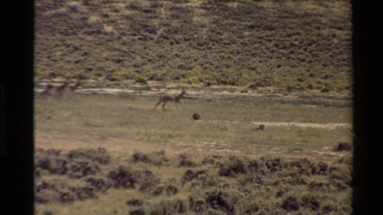 Wide 8mm frame of deer crossing a dry open field in the Western U.S., with low shrubs and a sloping hillside behind them.