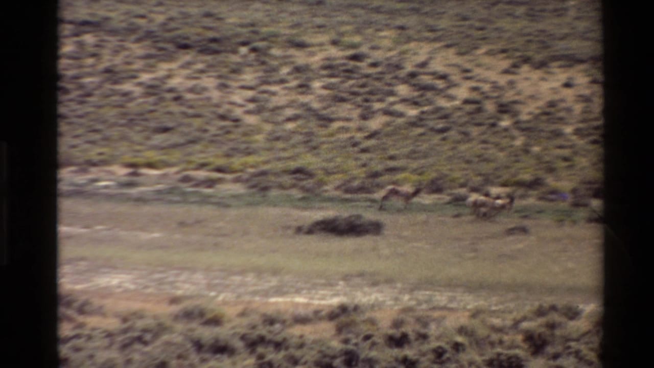 Motion-blurred 1980 home-movie frame shows deer moving through a dry Western U.S. field, backed by scrub and muted hillside tones.