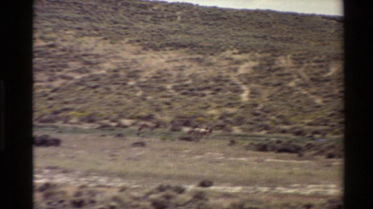 1980 Western U.S. 8mm frame showing distant animals crossing an arid hillside with pale track-like or geoglyph-like markings behind them.