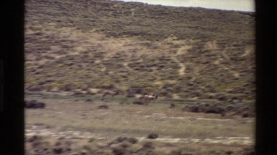 1980 Western U.S. 8mm frame showing distant animals crossing an arid hillside with pale track-like or geoglyph-like markings behind them.