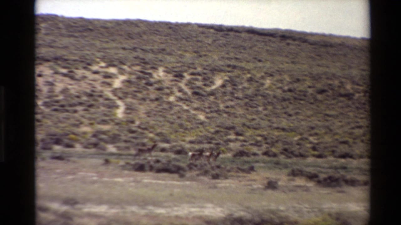 Distant animals cross open scrubland beneath a marked hillside.