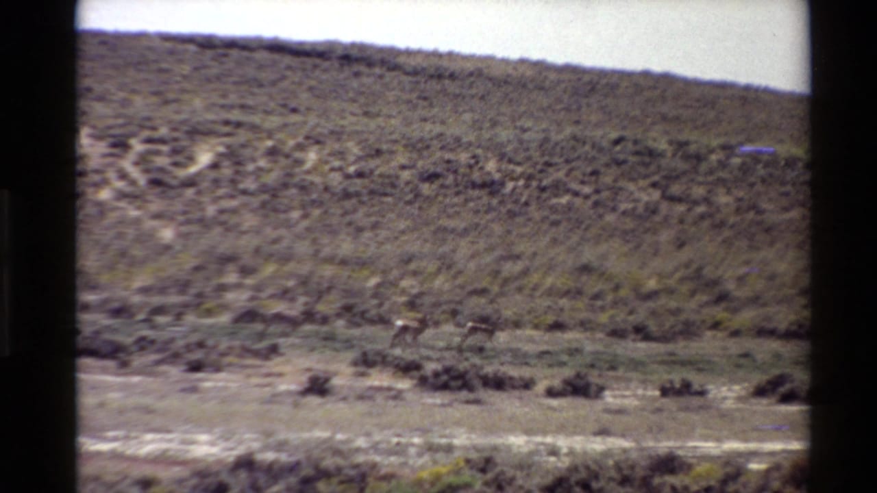 Distant animals appear in the lower frame of a 1980 8mm Western U.S. landscape, with pale markings visible on the brushy hillside.