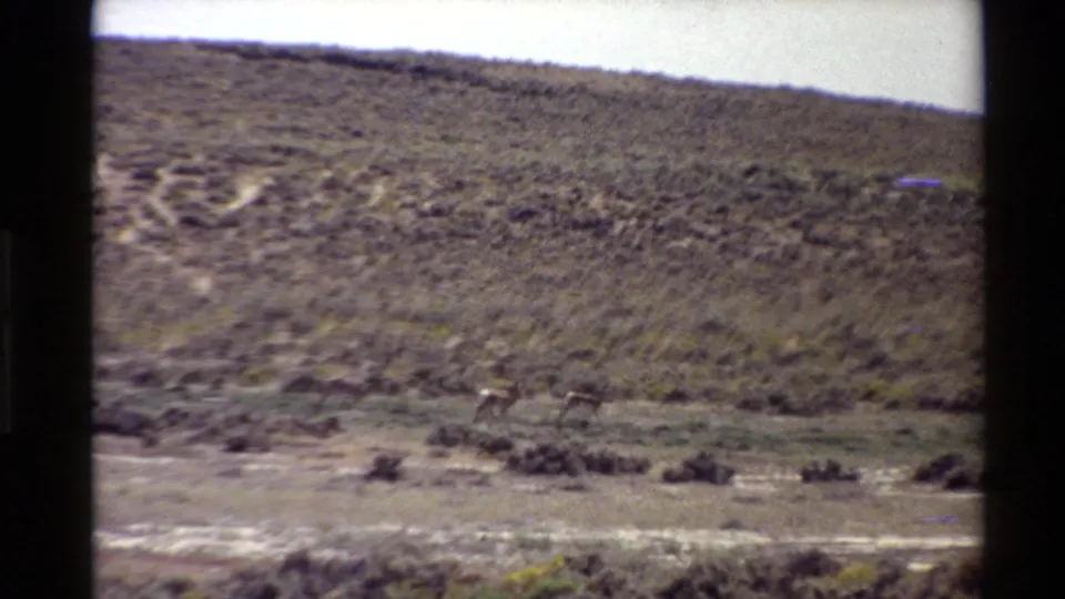 Distant animals appear in the lower frame of a 1980 8mm Western U.S. landscape, with pale markings visible on the brushy hillside.