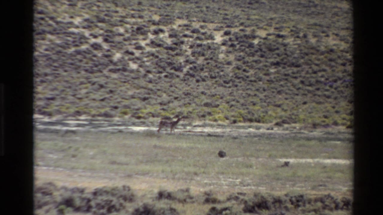 Final 1980 home-movie frame showing a distant antelope crossing open Western U.S. grassland below low scrub hills.