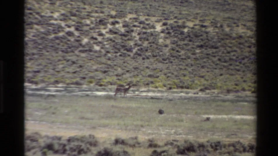 Final 1980 home-movie frame showing a distant antelope crossing open Western U.S. grassland below low scrub hills.