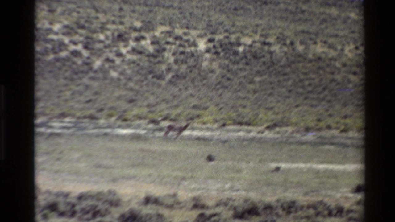 A distant animal appears to move across an open Western U.S. desert plain in grainy 8mm home-movie footage.