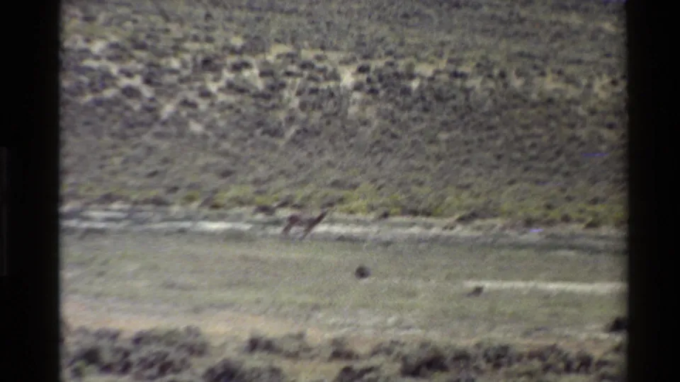 A distant animal appears to move across an open Western U.S. desert plain in grainy 8mm home-movie footage.