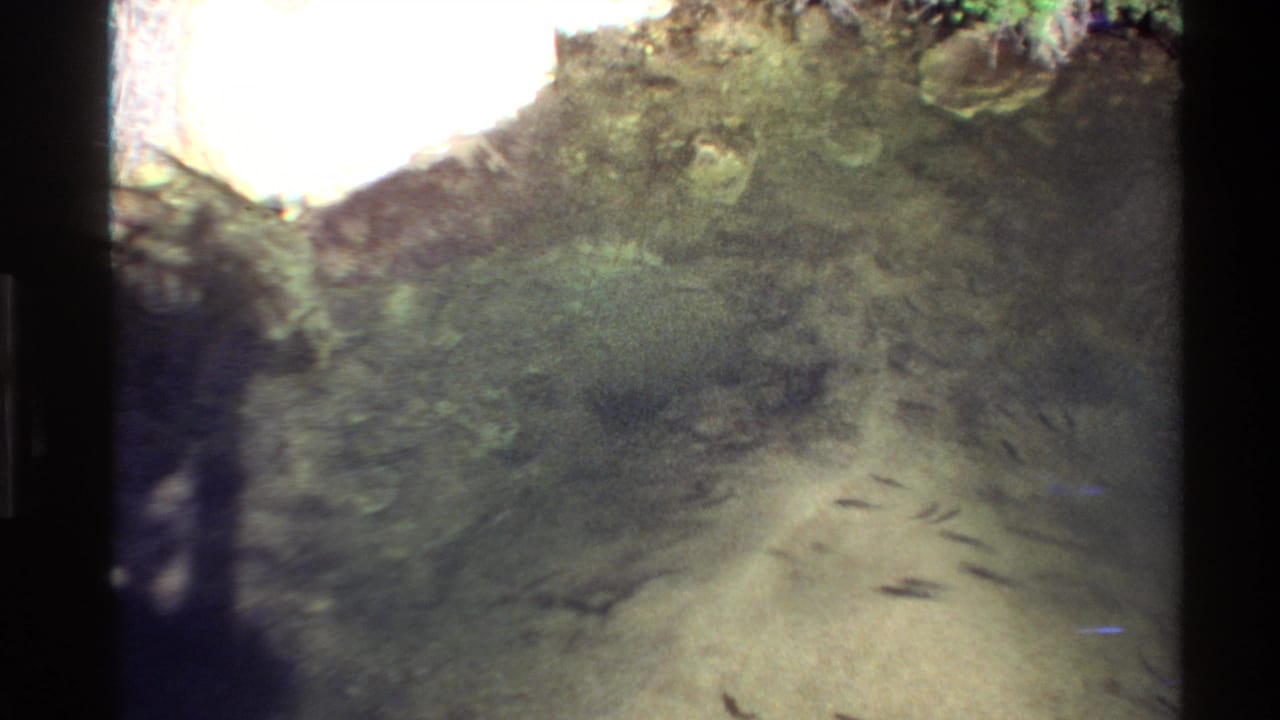 Small fish swim over a sandy underwater floor near a dark rock edge.