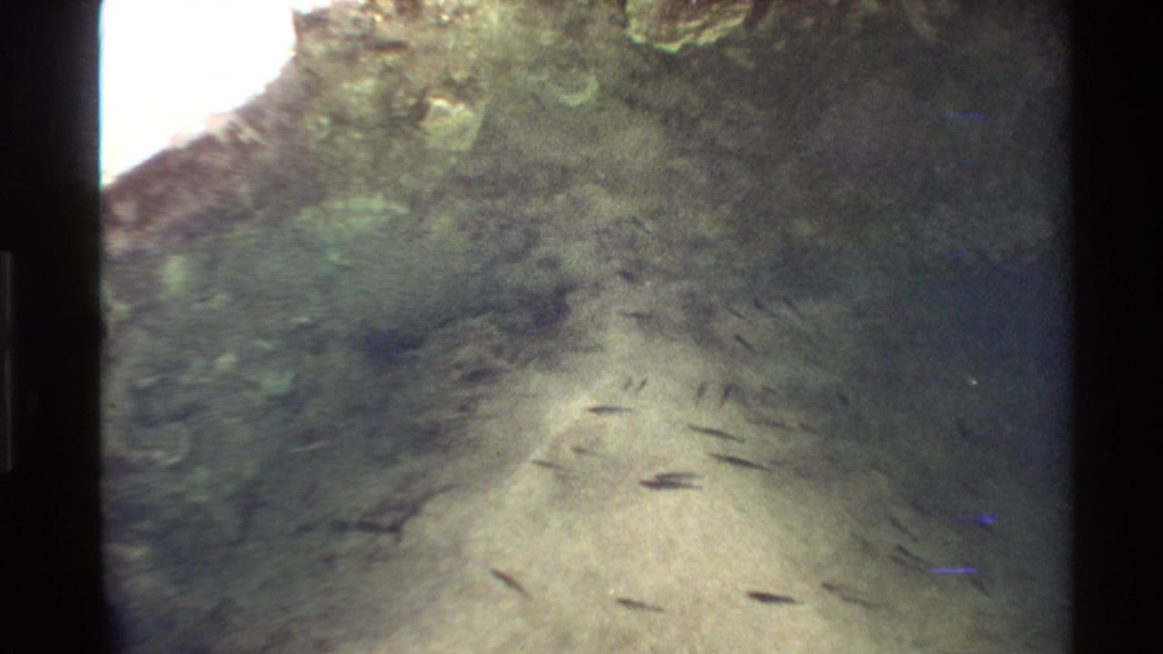 Several small fish appear over pale sand below a rocky underwater wall.
