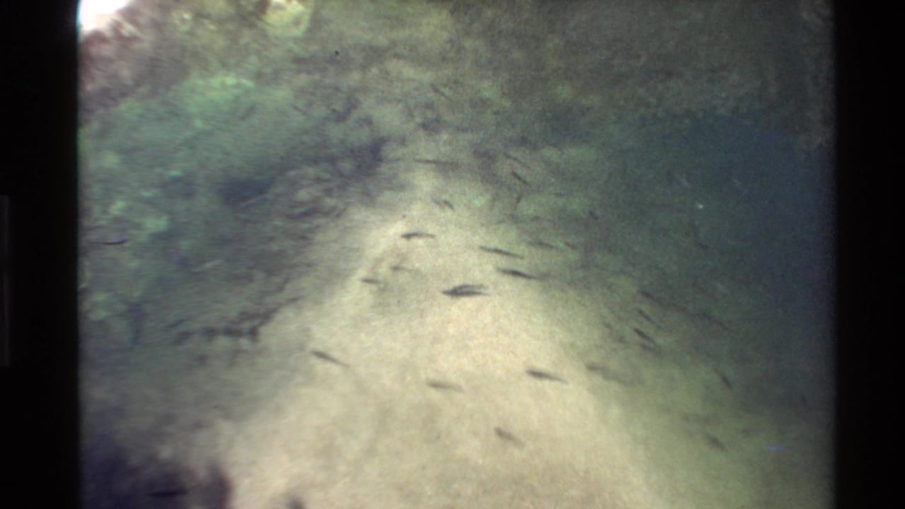 1980 Western USA 8mm underwater view of fish moving over a sandy channel framed by darker rocks.