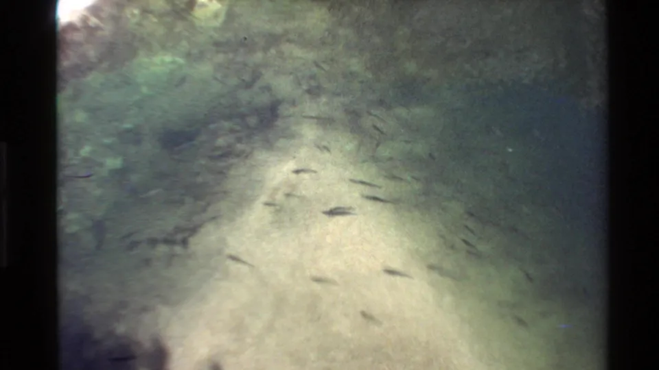 1980 Western USA 8mm underwater view of fish moving over a sandy channel framed by darker rocks.