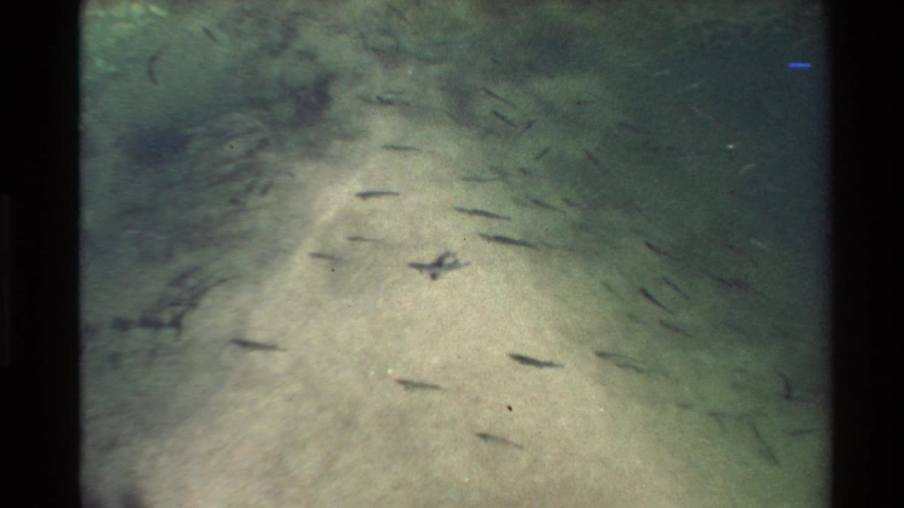 1980 Western USA 8mm frame showing small fish over a pale seabed with a broad rocky area in green water.