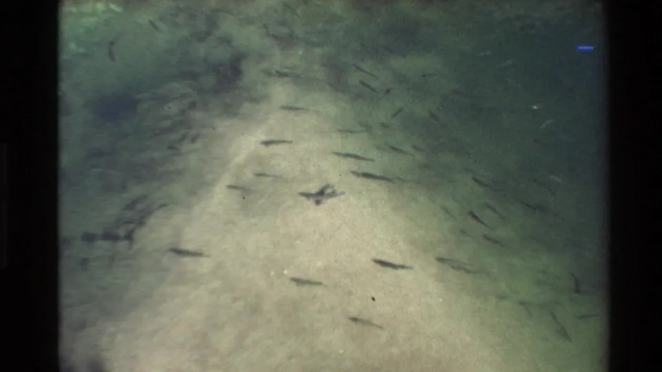 1980 Western USA 8mm frame showing small fish over a pale seabed with a broad rocky area in green water.