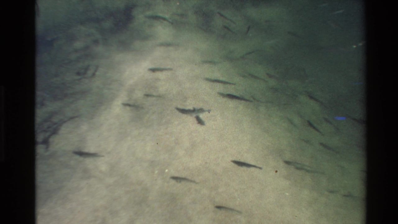 1980 Western U.S. 8mm footage shows small fish moving through clear shallow water above a sandy riverbed.