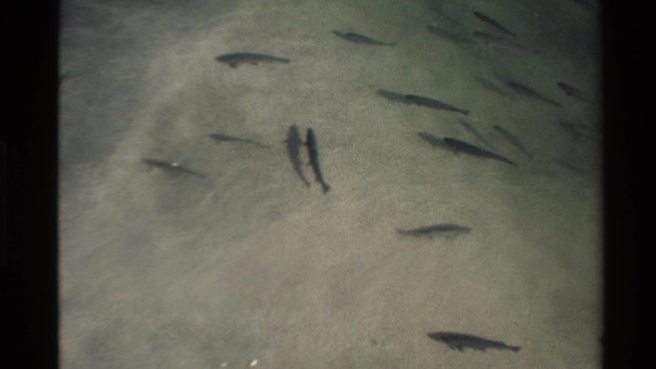 Several fish swim through clear water above a light sandy bottom.