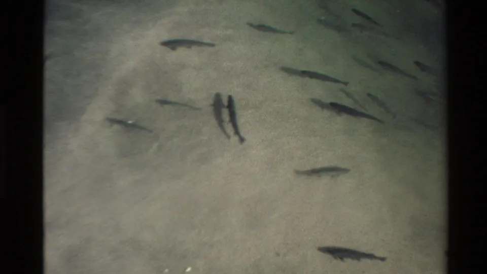 Several fish move across a pale riverbed in clear water, with soft 8mm grain and a greenish cast.