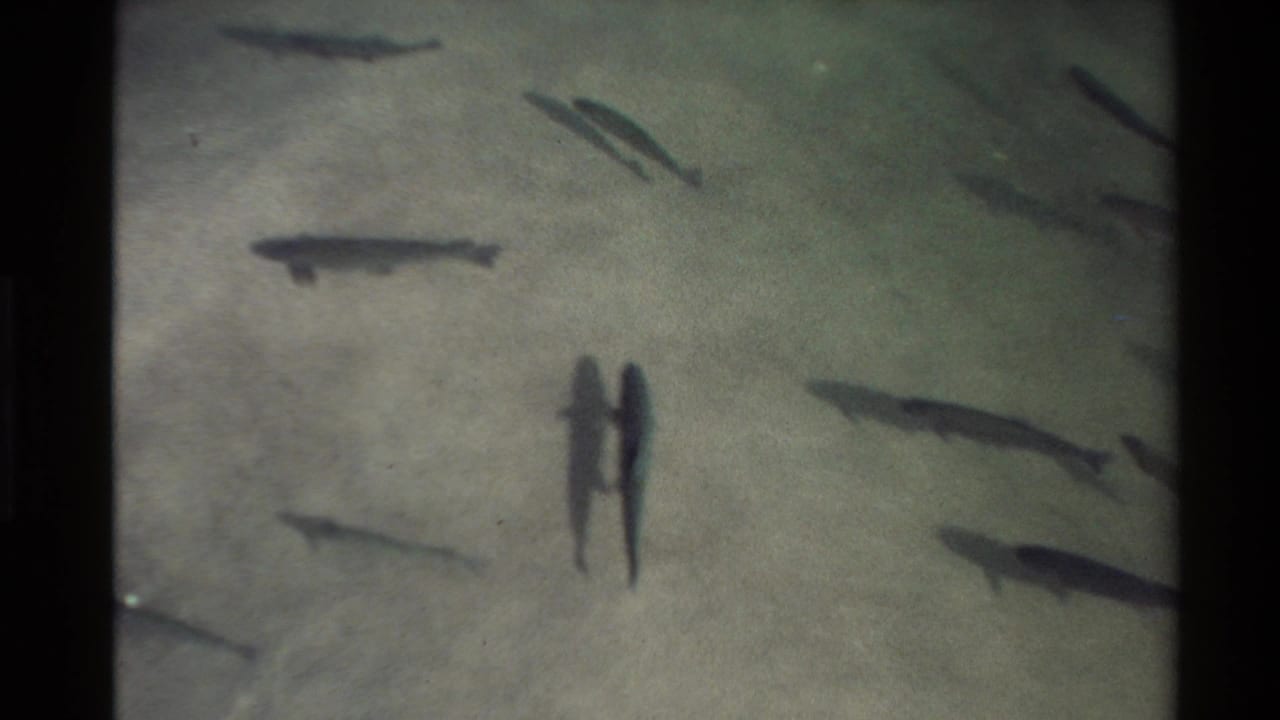 A close pair of fish-like dark shapes and several other fish are visible in shallow clear water over sand.