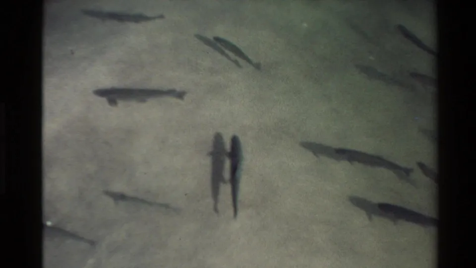A close pair of fish-like dark shapes and several other fish are visible in shallow clear water over sand.