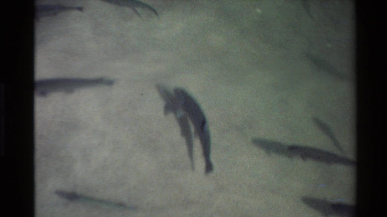 Soft-focus 8mm frame shows blurred fish forms in clear shallow water over a pale sandy riverbed.