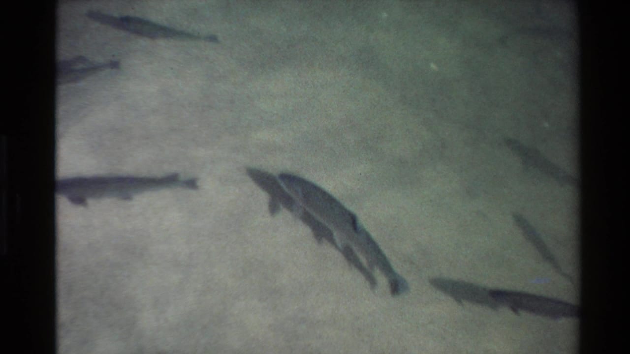 Fish swimming in murky shallow water over a pale sandy streambed.