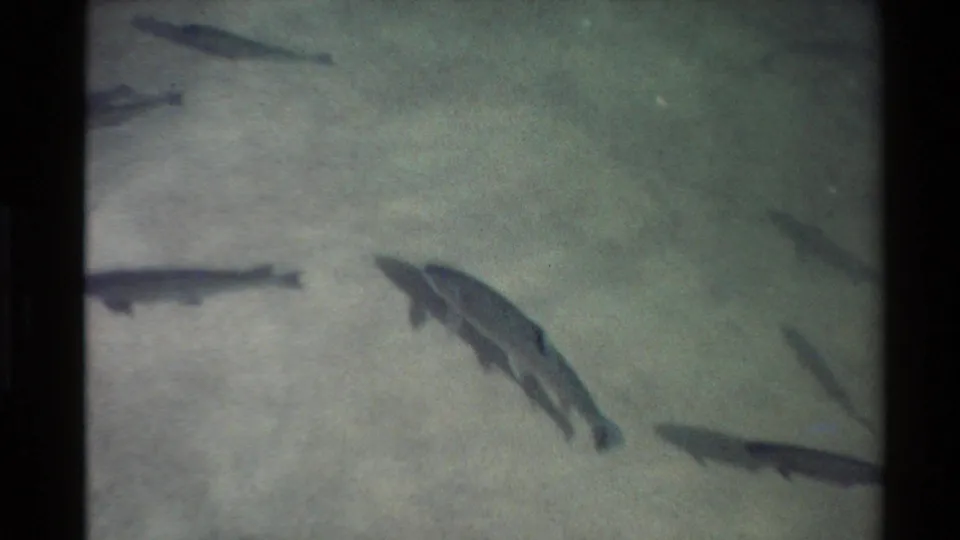 Several fish move through shallow, murky water in 1980 Western U.S. 8mm home-movie footage.