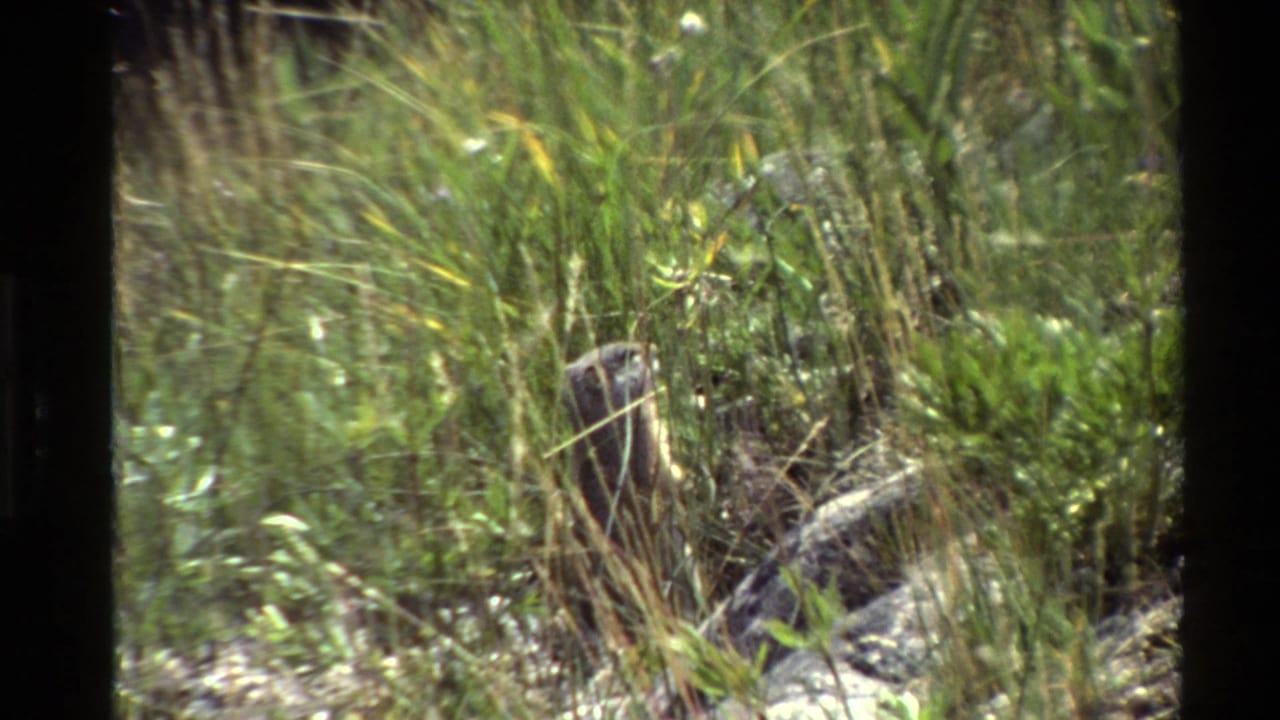 1980 Western USA 8mm frame showing tall grass, green plants, and scattered rocks near calm water or shoreline.
