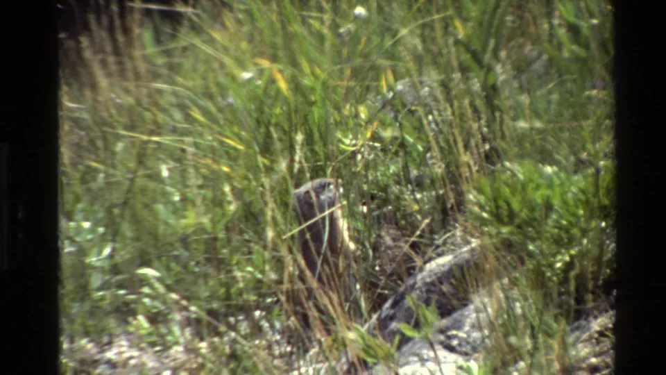 1980 Western USA 8mm frame showing tall grass, green plants, and scattered rocks near calm water or shoreline.