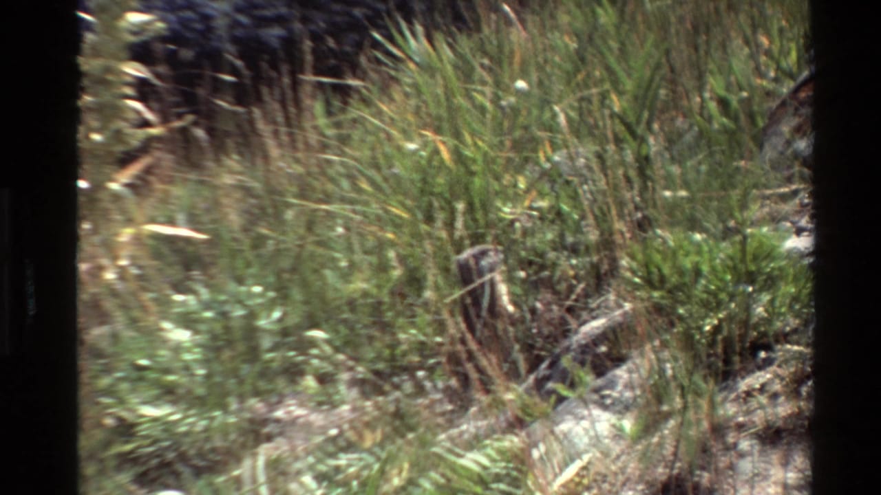 Grassy shoreline with rocks and a possible small animal partly hidden.