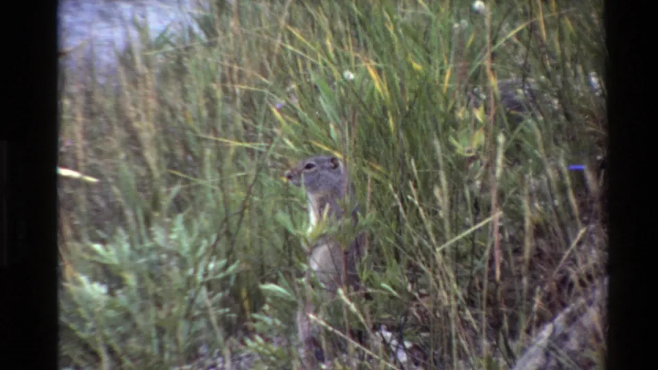 A small ground squirrel-like animal peers from dense lakeside grass in 1980 Western United States home-movie footage.