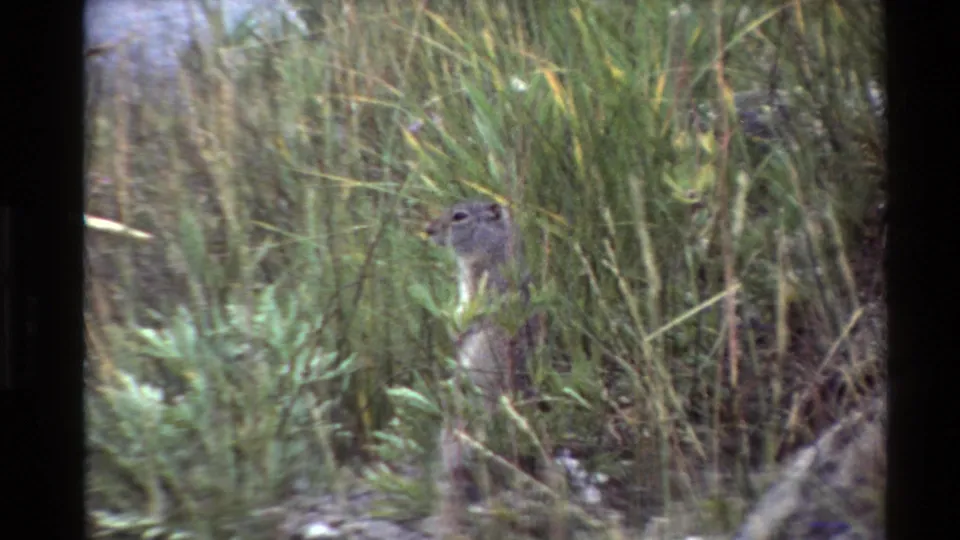 The camera lingers on a small ground squirrel-like animal in dense vegetation, with 8mm grain and handheld framing.