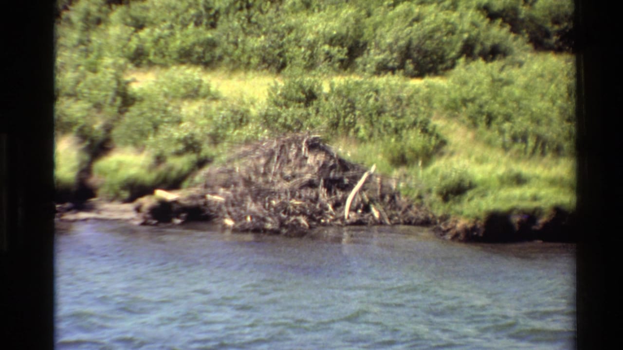 1980 Western USA 8mm frame showing a stick beaver dam along a grassy riverbank with shrubs and water in front.