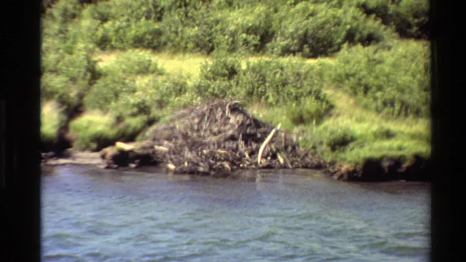 1980 Western USA 8mm frame showing a stick beaver dam along a grassy riverbank with shrubs and water in front.