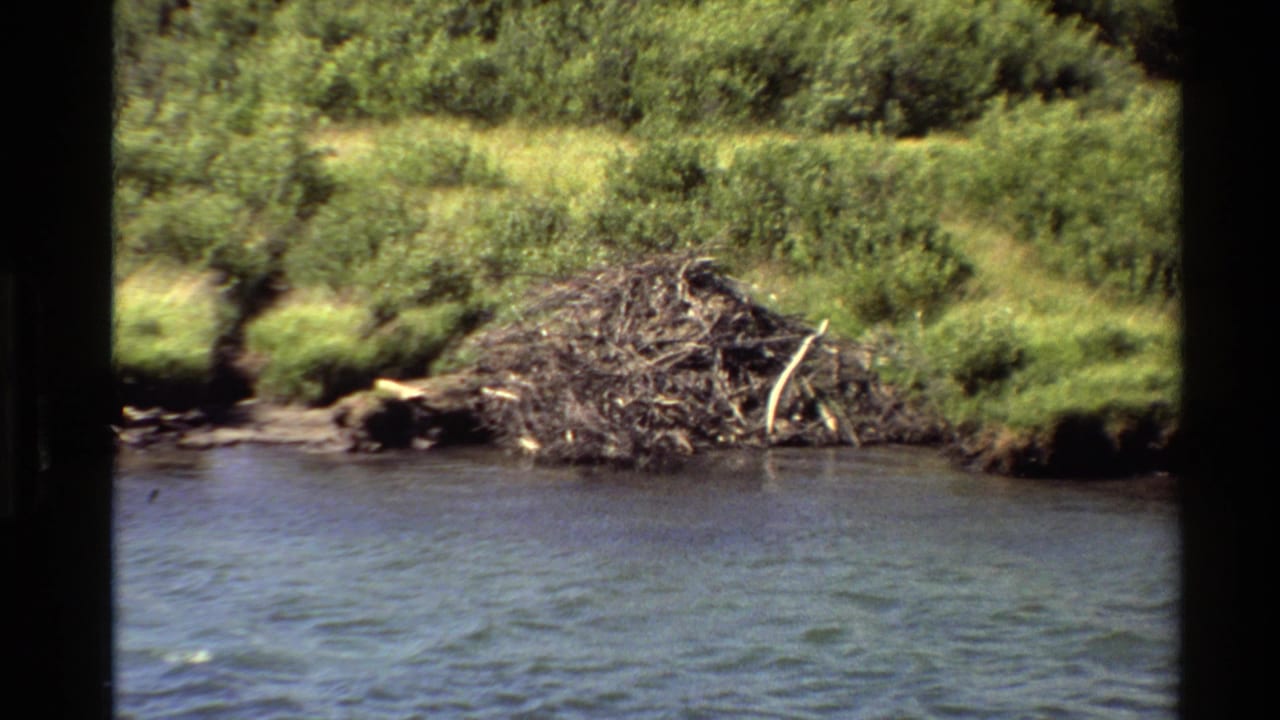 1980 Western USA home-movie frame of a beaver dam on a green bank beside rippled water and dense shrubs.