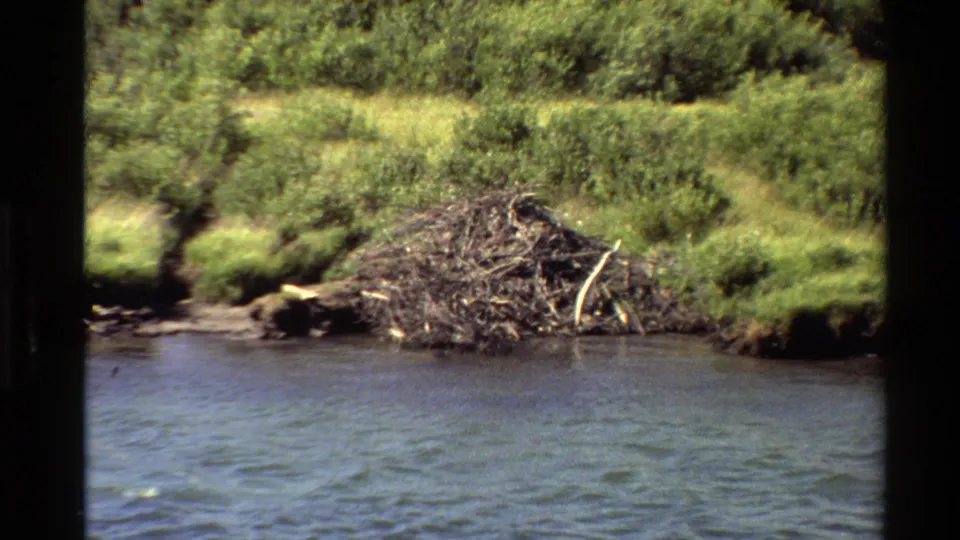 1980 Western USA home-movie frame of a beaver dam on a green bank beside rippled water and dense shrubs.