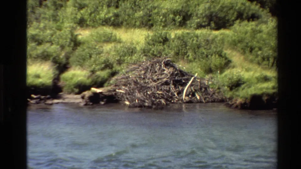 1980 Western USA 8mm view of a beaver dam beside water, framed by grass, brush, and soft film edges.