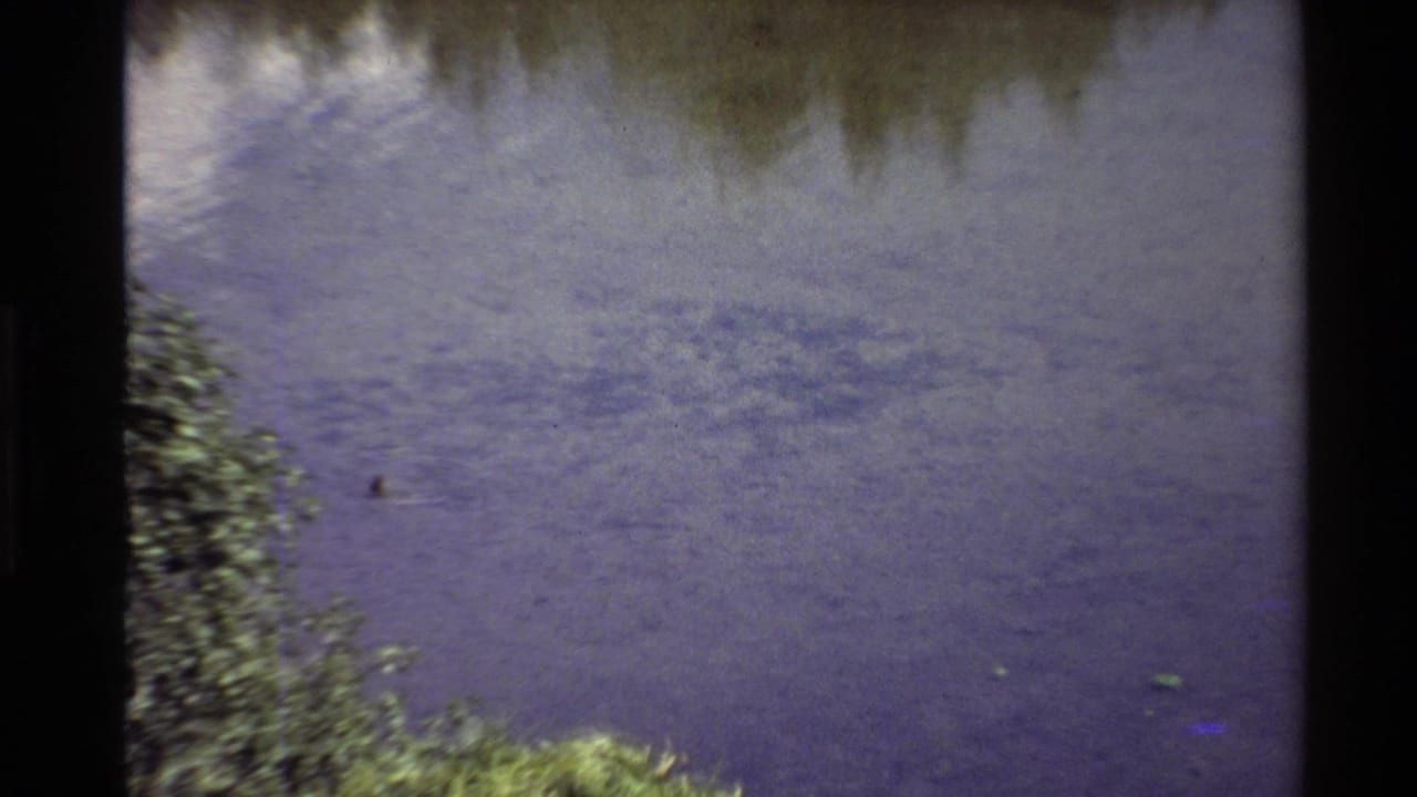 1980 United States 8mm frame showing a distant duck on a quiet pond, with leafy branches along the left edge and dark film borders.