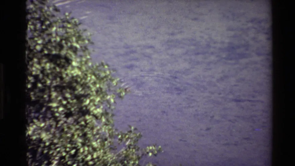 Faded 8mm frame of rippled pond water with dense green shoreline branches at left; the duck is not clearly visible in this sampled frame.