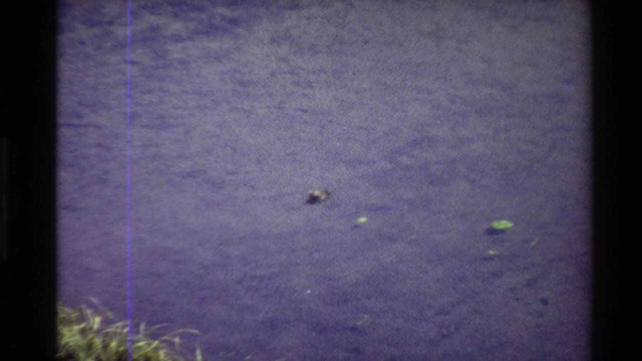 1980 Western USA 8mm frame showing a small water bird moving across calm, purple-tinged water with floating green leaves.