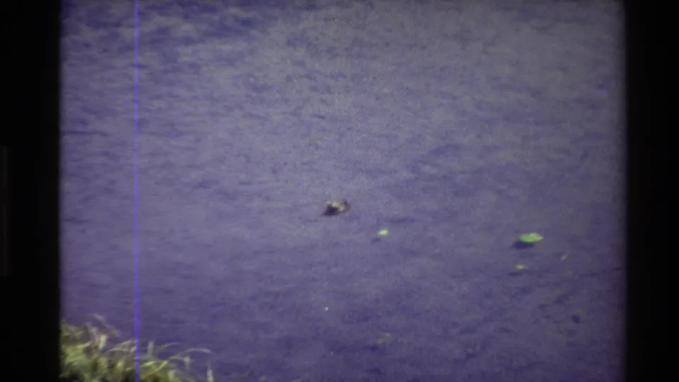 1980 Western USA 8mm frame showing a small water bird moving across calm, purple-tinged water with floating green leaves.