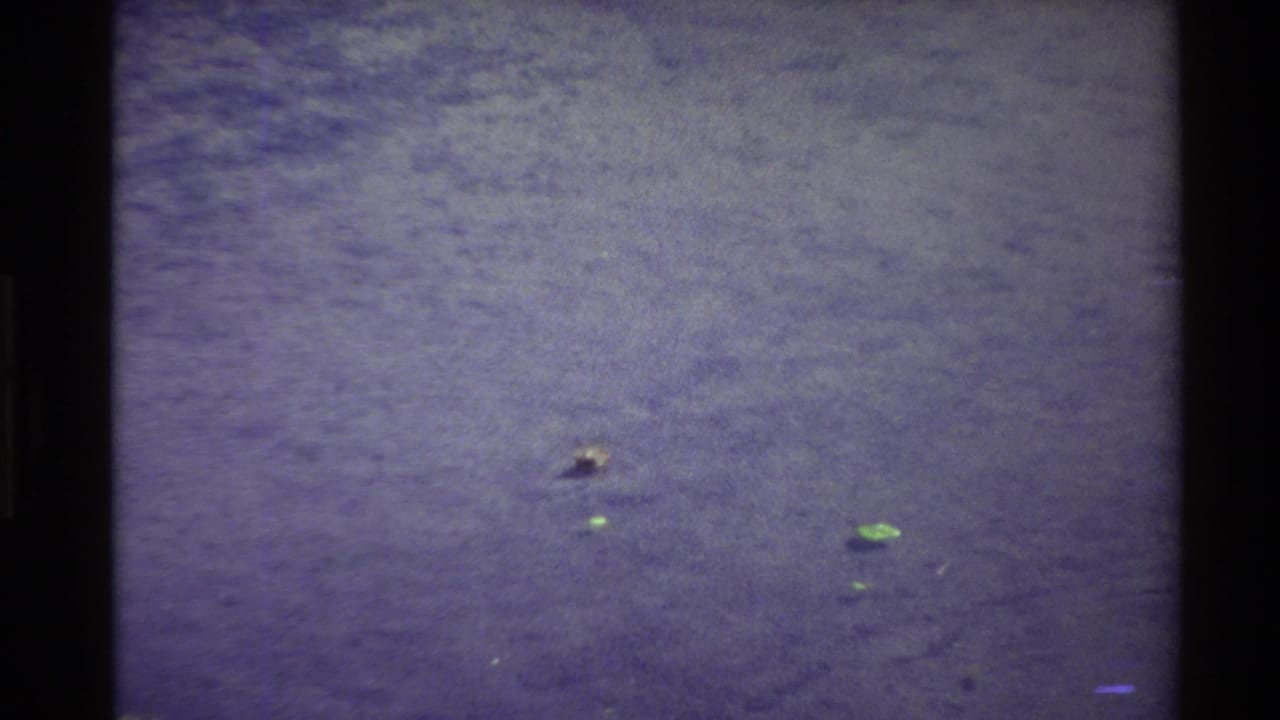 1980 Western USA 8mm frame with a small water bird on open rippled water, surrounded by a few floating green leaves.