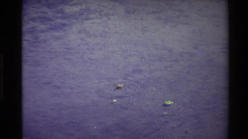 1980 Western USA 8mm frame showing the small bird lower in the frame, softened by motion and grain on purple-toned water.