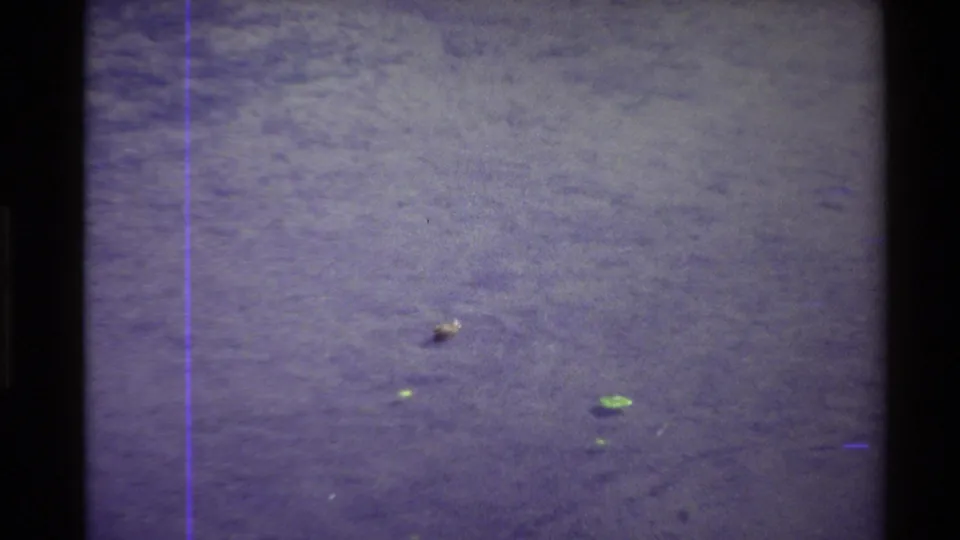 1980 Western USA 8mm frame of a small water bird near floating leaves, with visible grain, color shift, and frame edge artifacts.