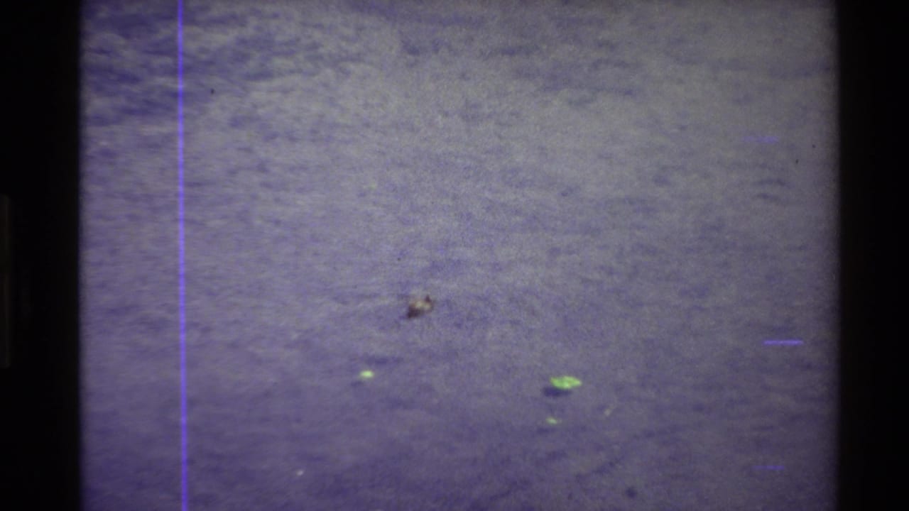 Small duck on open pond water with dark film borders and purple line artifact.